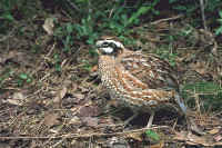 Northern Bobwhite, male