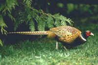 Ring-necked Pheasant, male