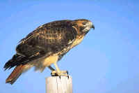 Red-tailed Hawk, adult