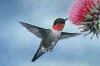 Ruby-throated Hummingbird, male