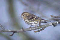 Pine Siskin