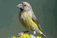 Red Crossbill female 