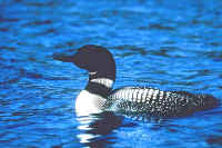 Common Loon, summer