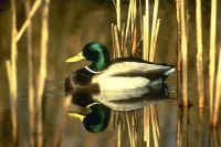 Mallard, male