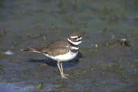 Killdeer