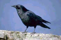 Northwestern Crow