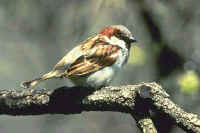 House Sparrow, male