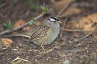 White-crowned Sparrow