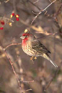 House Finch, male