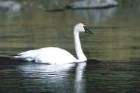 Trumpeter Swan