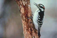 Hairy Woodpecker