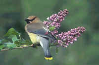 Cedar Waxwing