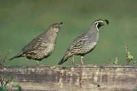 California Quails, female (left) and male (right)