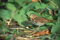 Fox Sparrow