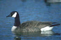 Canada Goose