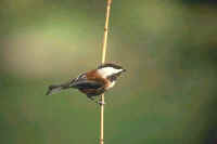 Chestnut-backed Chickadee