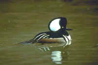 Hooded Merganser, male