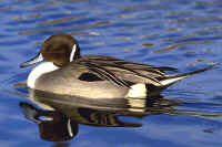 Northern Pintail, male