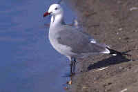 Heermann's Gull, summer