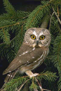 Northern Saw-whet Owl