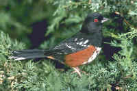 Spotted Towhee, male