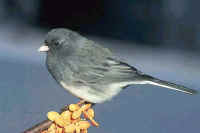 Dark-eyed Junco