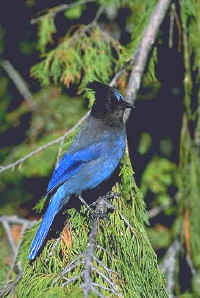 Steller's Jay