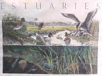 Estuaries are vital to our environmental restoration projects