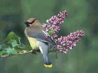 Our Orcas Island vacation rentals are a bird-watching paradise