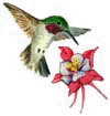 Humming Bird