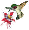 Abundant Humming Bird